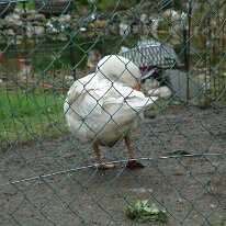 immendorf 2004015