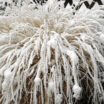 01.02.2006 Winter Immendorf 004