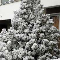 01.02.2006 Winter Immendorf 006