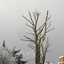 01.02.2006 Winter Immendorf 008