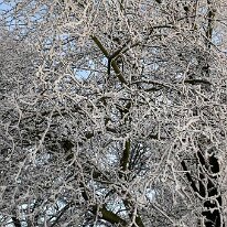 01.02.2006 Winter Immendorf 010