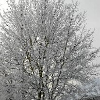 01.02.2006 Winter Immendorf 011