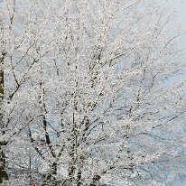 01.02.2006 Winter Immendorf 012