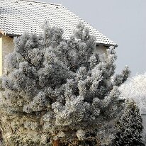 01.02.2006 Winter Immendorf 014