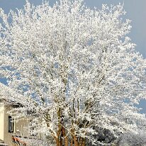 01.02.2006 Winter Immendorf 016