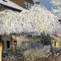 01.02.2006 Winter Immendorf 017