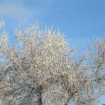 01.02.2006 Winter Immendorf 030
