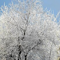 01.02.2006 Winter Immendorf 032
