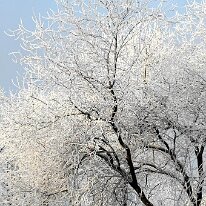 01.02.2006 Winter Immendorf 036